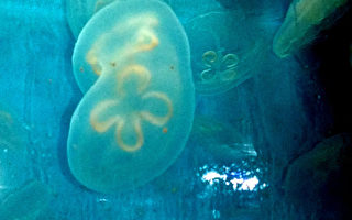 臺灣水母出現罕見「連體嬰」遊客：太神奇