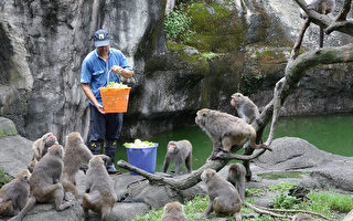台湾猕猴吃饭会付钱  竟是游客抛物惹祸