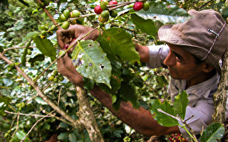 睽違50年美進口首宗古巴商品 全美飄咖啡香