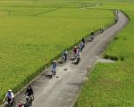 伯朗大道旁的稻田景觀， 騎單車很舒服。（謝月琴／大紀元）