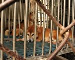 竹市首次查獲非法犬隻繁殖買賣  最高裁罰300萬元