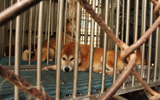竹市首次查獲非法犬隻繁殖買賣  最高裁罰300萬元
