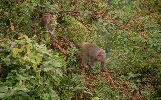 臺灣山林『猴』生活特展   認識台灣獼猴
