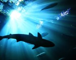 全美國鯊魚襲擊人類事件發生最多的州是佛羅里達，2001至2014年的14年間一共在佛州發生323起鯊魚襲擊事件，其中3人死亡。（大紀元/岑華穎)