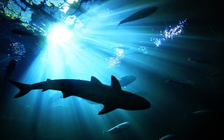 专家称今夏鲨鱼袭击事件可能上升