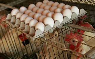 政府拟提前淘汰笼养鸡蛋 澳洲或现供蛋危机