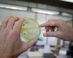國防部研究人員上月在賓州一名婦女的尿液中發現的對多粘菌素產生抗藥性的超級細菌。（ JORGE DIRKX/AFP/Getty Images）