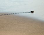 研究：史前全球大滅絕後 海洋生物很快復甦