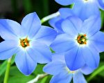 蓝色的花。(Pixabay)