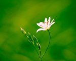 春天的花。(Pixabay)