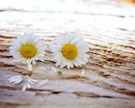 雏菊。(Pixabay)