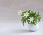 白色的花。(Pixabay)