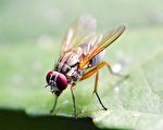 美國加州大學歐文分校科學家近來表示，他們用果蠅做實驗，發現有一個特殊的生命階段，預示著死亡即將來臨，並將這一階段稱為「死亡螺旋」階段。(Pixabay)