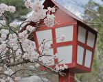 日本樱花。(Pixabay)