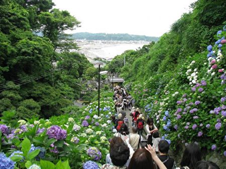 日本梅雨季最美景点大盘点 一 旅游 温泉 紫阳花 大纪元