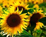向日葵。(Pixabay)