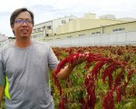 百年红藜粮食 青年返乡种植创在地价值