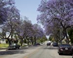 加州理工学生波罗纳（Pietro Perona）发了一种使用谷歌地球（Google Earth）和谷歌街景（Google Street View）的方法，让计算机帮助清点树木。图为洛杉矶市Fairfax Avenue街道两旁高大的蓝花楹树。（季媛/大纪元）