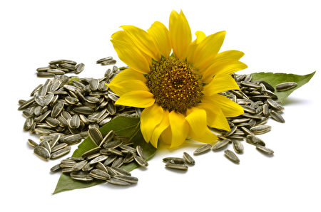 向日葵(fotolia) 向日葵(fotolia)