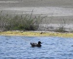 鳌鼓湿地罗文鸭6月中旬已北返