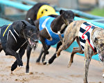 比赛中的格雷伊猎犬（Greyhound）(Vince Caligiuri/Getty Images)
