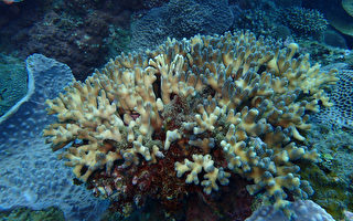 抢救生病珊瑚礁  台学者吁少开发少浮潜