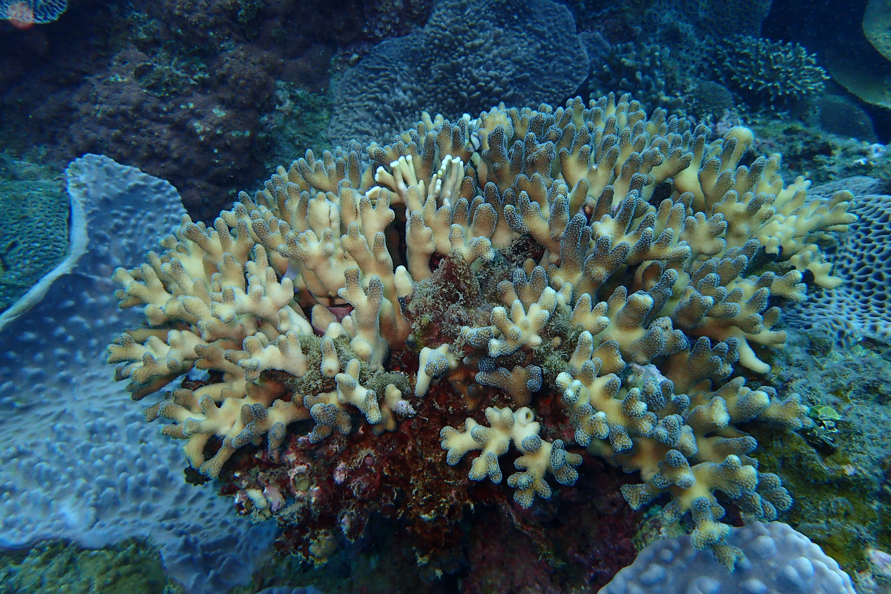 抢救生病珊瑚礁台学者吁少开发少浮潜 珊瑚礁白化 大纪元