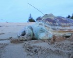 金門發現死亡綠蠵龜 魚網纏繞致死