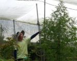 山區網室木瓜園種大麻 警巧扮農夫查獲