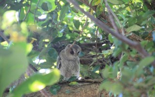 领角鸮  罗东林场 夏季新住民