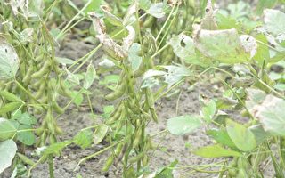 再生稻轉作大豆計畫  依據區隔品質收購