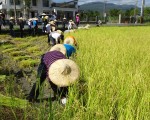 農務員正式上工 學習手割稻3。（宜蘭縣政府提供）