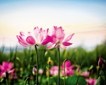 【医案】舌灿莲花