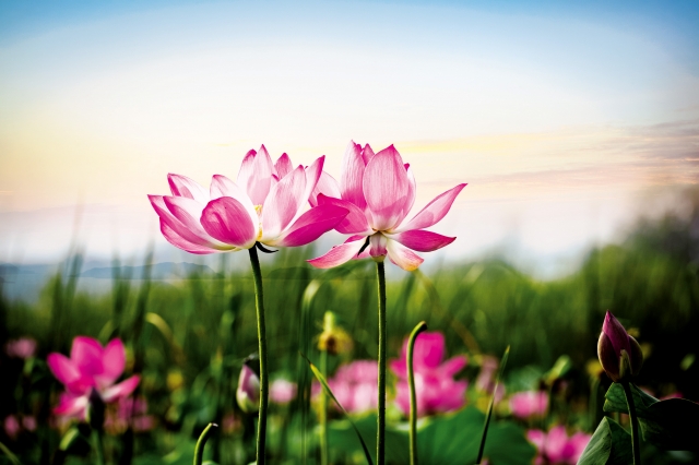 【医案】舌灿莲花