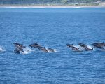 兰阳博物馆2016最有深度的赏鲸文化体验