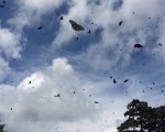 玉山塔塔加蝴蝶过境 赏蝶勿扰生态