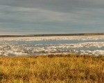 台湾西伯利亚探查队完成白鹤生态调查创举，团员、纪
录片导演张博钧表示，在西伯利亚每天走过一望无际冻
原上的沼泽，好像台湾的水田，但举步维艰。
（张博钧提供）