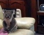 一隻考拉悄悄地光顧澳洲新州一戶住家，並毫不客氣地坐在沙發上。女主人說：「好吧，就把這兒當作你的家吧！」（Vicki Haines / AAP）