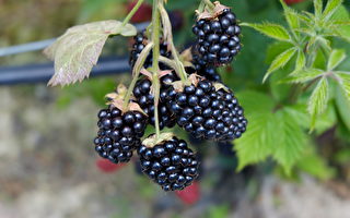 緬因州天氣乾旱 野生藍莓產量略降