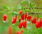加西BC省的新鲜枸杞子像一粒粒红宝石，晶莹红润，十分诱人。（灵犀／大纪元）