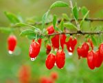 Gojoy Berries 生长在卑诗的新鲜枸杞
