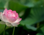 诗歌：咏莲