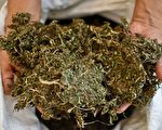 美科州一小镇饮用水含大麻成分 原因不明