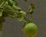 染上黃龍病的柑橘樹葉會變黃捲曲。（劉寧/大紀元）