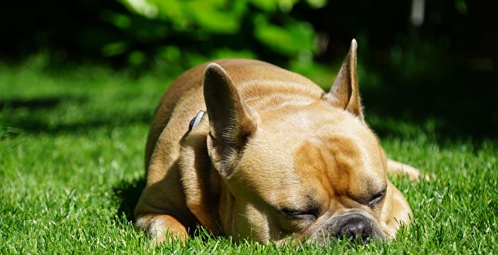 狗狗比人更容易中暑 这些品种的主人要注意 夏季 宠物 防暑 大纪元
