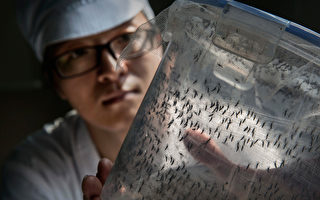 世界最大“蚊子工厂”在中国