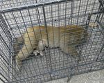 獼猴闖民宅 嘉義縣政府獲報吹箭捕捉