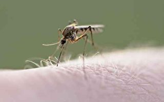 南加蚊子猖獗 惠蒂尔发现致死脑炎病毒