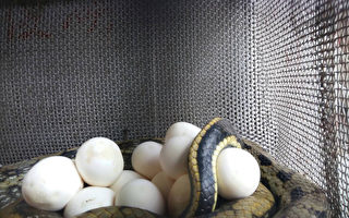 消防队捕获锦蛇  竟在笼里下蛇蛋