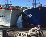 中國大陸兩艘漁船，藍色閩龍漁60364號和白色的閩龍漁66640號，違法在彭佳嶼海域捕魚，8月16日被基隆海巡隊會同相關單位扣留。（基隆海巡隊提供）